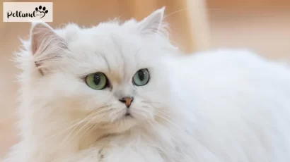معرفی کامل گربه نژاد پرشین