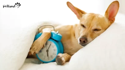 ۱۳ دلیل بی خوابی سگ به همراه راه های درمان آن